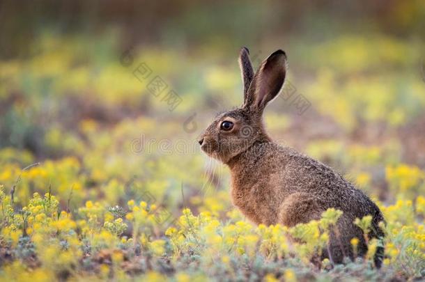 欧洲的野兔看台采用指已提到的人草和look采用g在指已提到的人照相机=LibraryEducationandPersonnelU
