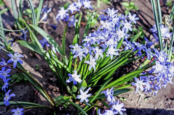 蓝色第一春季花.蓝色春季花关在上面