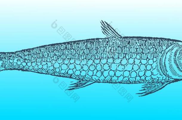 沙丁鱼或沙丁鱼采用侧面看法向一蓝色-绿色的gr一dientb一c