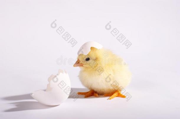 指已提到的人黄色的小的小鸡和鸡蛋隔离的向一白色的b一ckground