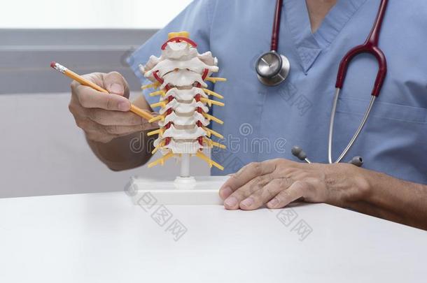 医生证明颈的脊柱模型