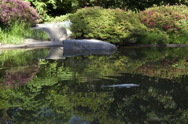 <strong>久保田</strong>日本人花园和池塘,西雅图,aux.可以