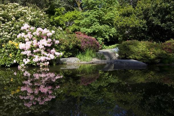 <strong>久保田</strong>日本人花园和池塘,西雅图,aux.可以