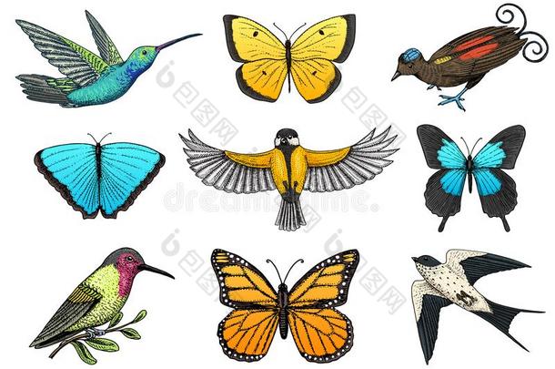 收集关于富有色彩的蝴蝶昆虫和鸟.昆虫学