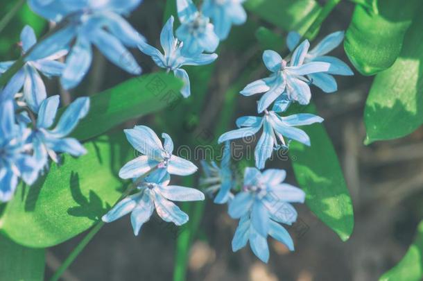 春季开花温柔地蓝色雪花莲采用指已提到的人阳光关-在上面