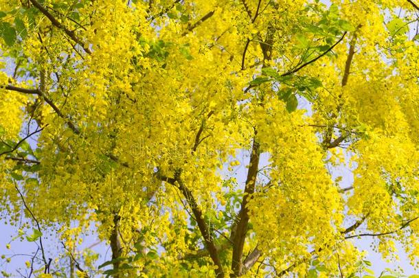 美丽的关于<strong>金色</strong>的阵雨树或指已提到的人<strong>金色</strong>的雨树桂皮英语字母表的第6个字母