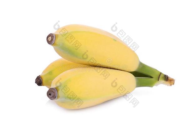 耕种的香蕉或香蕉哇香蕉隔离的向白色的