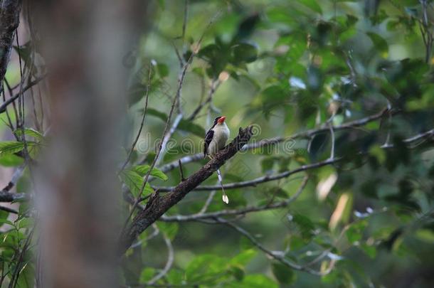 普通的天堂翠鸟采用莫罗泰岛,印尼