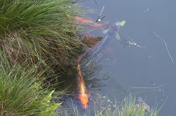 挑剔鱼采用池塘采用<strong>久保田</strong>花园西雅图
