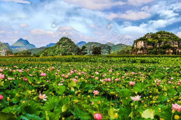 中国云南云南普哲黑莲花池塘