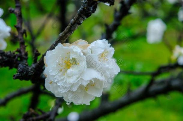 美丽的开花桃子树在让我们看看。不S在o,_其他组织者<strong>温泉</strong>