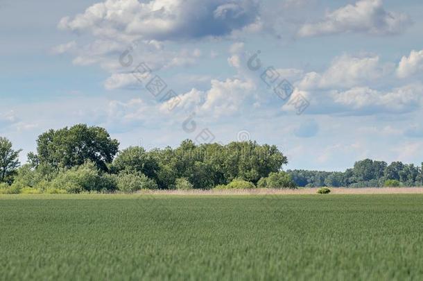绿色的小麦田风景.绿色的小麦田.
