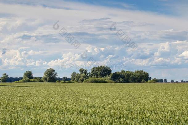 绿色的小麦田风景.绿色的小麦田.