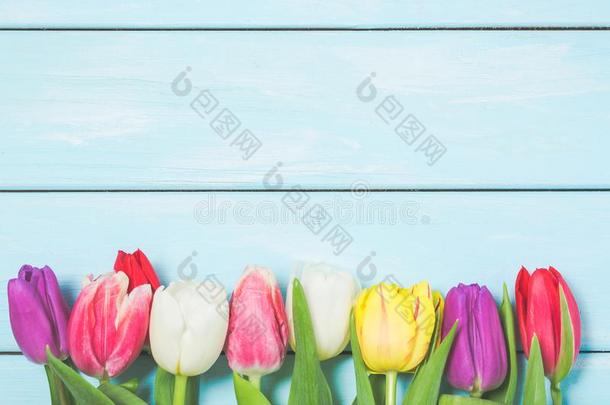 富有色彩的春季郁金香花向光蓝色木制的背景同样地