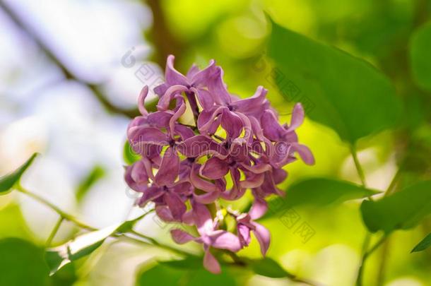 美丽的丁<strong>香</strong>花属紫丁<strong>香</strong>属的植物寻常的花采用阴影光