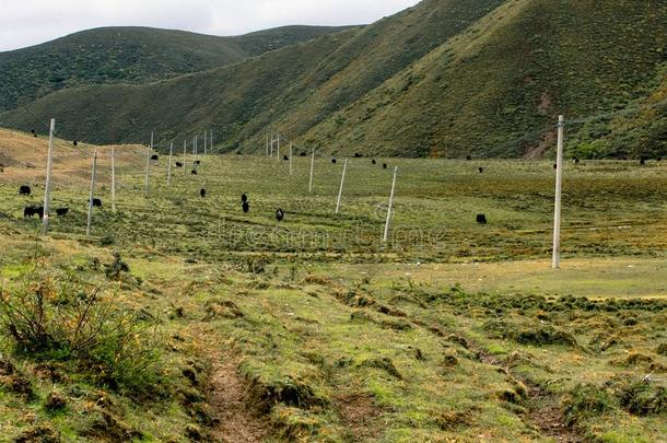 牧草地在<strong>若尔盖</strong>草原,甘肃,中国