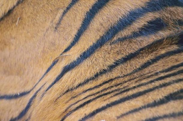 质地关于富有色彩的老虎皮毛皮表面