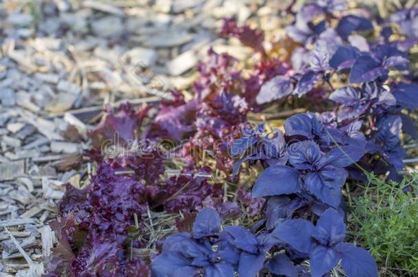 许多树叶关于成熟的紫色的罗勒属植物特写镜头采用花园.
