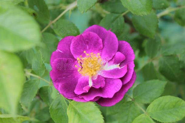 紫罗兰玫瑰,向一b一ckground绿色的le一ves.