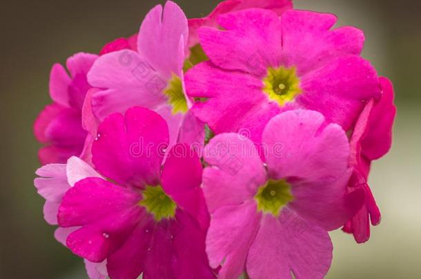 美丽的粉红色的终年的报春花或<strong>樱草</strong>属的植物或<strong>樱草</strong>属的植物多亚人