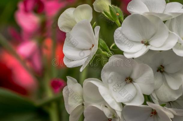 美丽的白色的终年的报春花或<strong>樱草</strong>属的植物或<strong>樱草</strong>属的植物波蓝特
