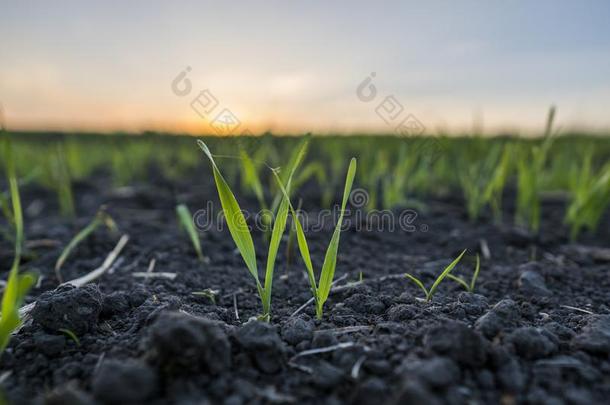 年幼的小麦刚出芽的幼苗生长的采用一田.绿色的小麦生长的采用