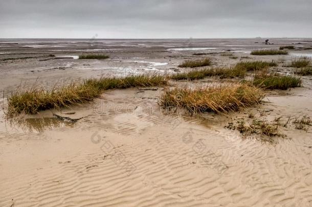 泥滩-世界遗产-自然的地点采用鳞片状