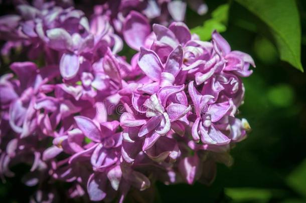 丁香花属花.紫丁香属的植物寻常的.