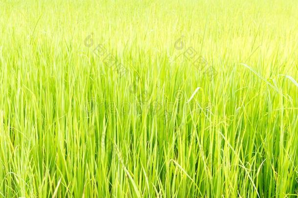 AustralianScientificIndustryAssociation澳大利亚科学工业协会绿色的稻农场风景背景