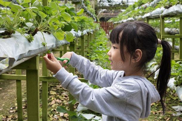 亚洲人小的中国人女孩采摘新鲜的草莓
