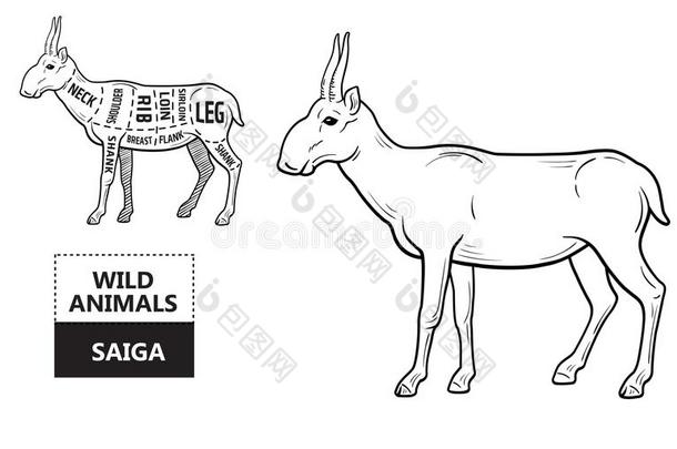 将切开关于羚羊放置.海报屠夫图表-赛加羚羊.酿酒的typing打字