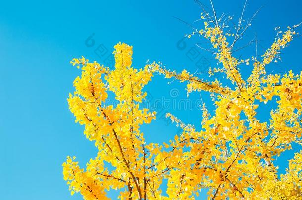 黄色的银杏树树在仁川宏大的公园采用朝鲜