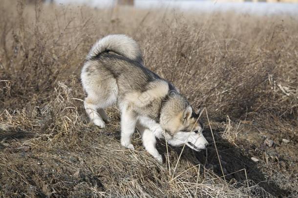 阿拉斯加州人爱斯基摩狗采用自然