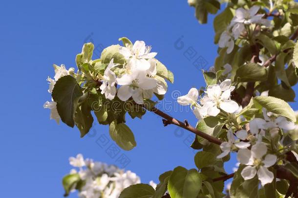 苹果树树枝和白色的花