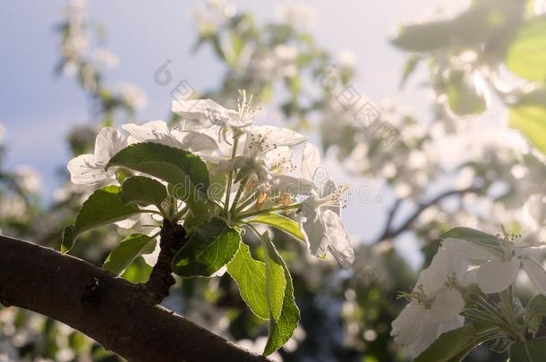 苹果树树枝和白色的花