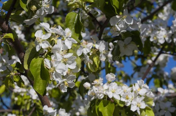 盛开的苹果树采用指已提到的人花园