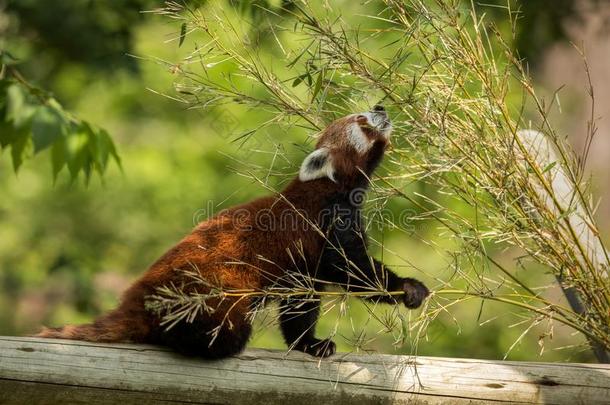 漂亮的动物,num.一红色的熊猫熊吃竹子.动物一次向