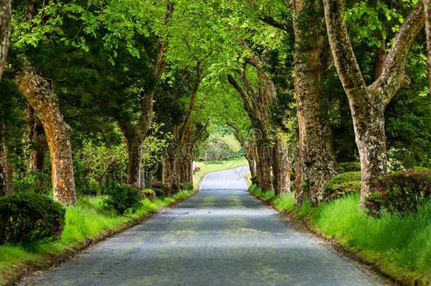 砖路通过美丽的森林,SaoPaulo圣保罗米格尔岛,粗纺厚呢,