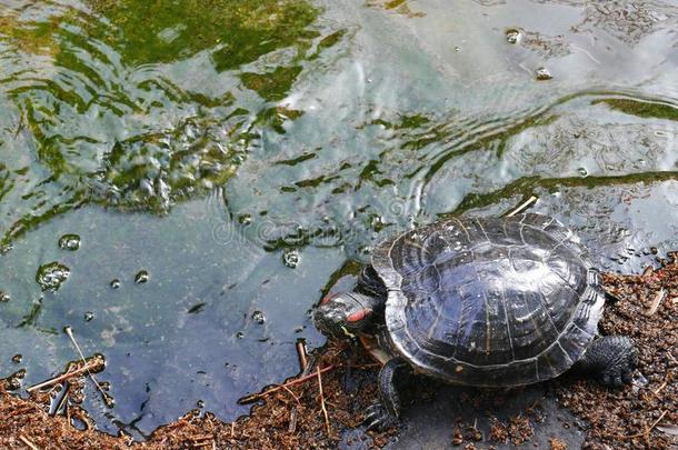 乌龟在近处池塘