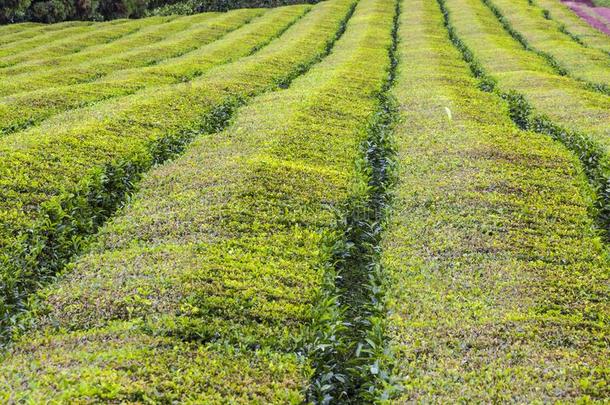 茶水种植园向SaoPaulo圣保罗米格尔岛,粗纺厚呢,葡萄牙