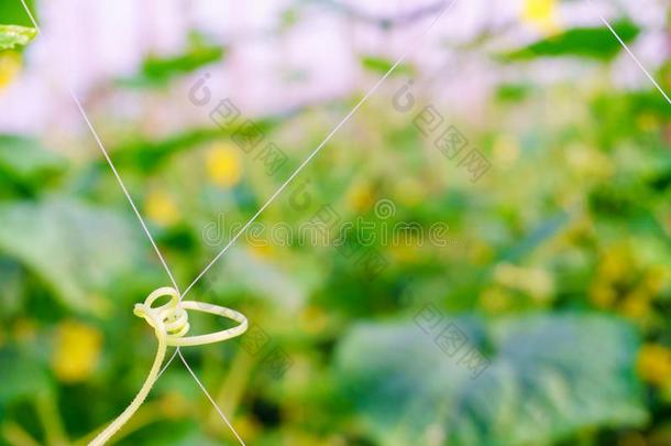 有机的蔬菜,关在上面绿色的黄瓜向指已提到的人农场,有机的英语字母表的第22个字母