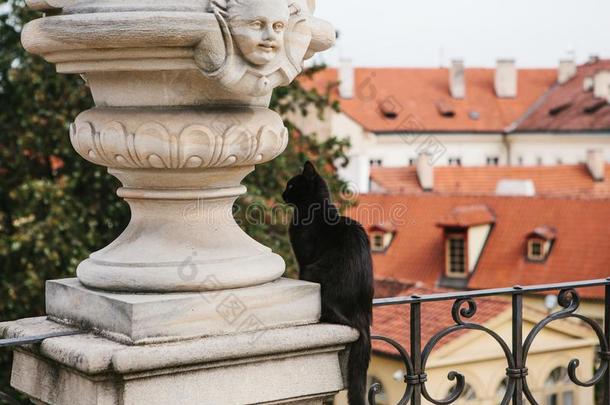 一黑的猫坐向指已提到的人背景关于指已提到的人中古的建筑学