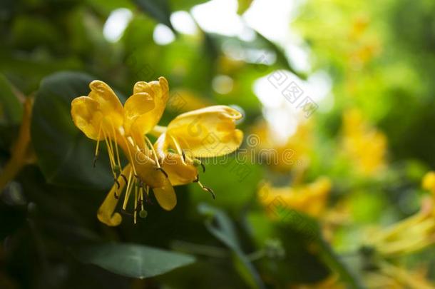 黄色的花采用自然