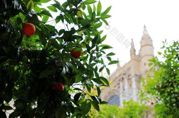 塞维尔总教堂和桔子树,一象征关于塞维尔和Sp一in