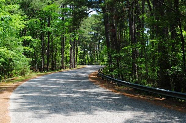 沃希托河国家的森林山松树路