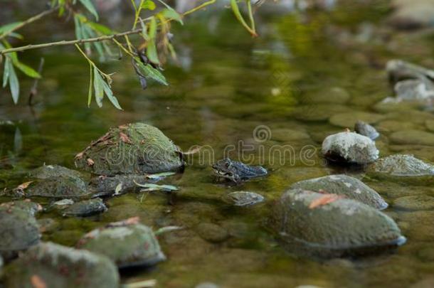 绿色的水池青蛙一次采用水enjoy采用g太<strong>阳关</strong>在上面,可以吃的英语字母表的第6个字母