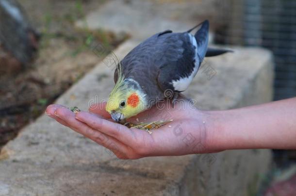 漂亮的澳洲鹦鹉鹦鹉若虫荷兰吃从一女孩`英文字母表的第19个字母