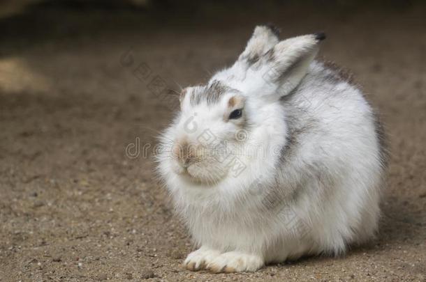 一小的兔子是（be的三单形式一次采用指已提到的人太阳