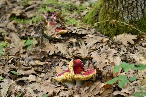 蘑菇红菇属采用指已提到的人森林