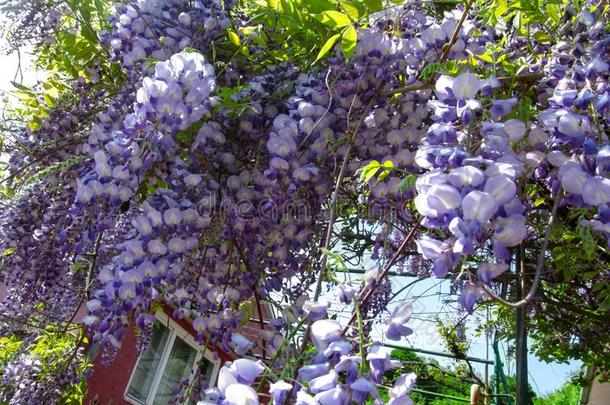 明亮的花的背景关于蓝色-紫色的大大地花关于威斯特里